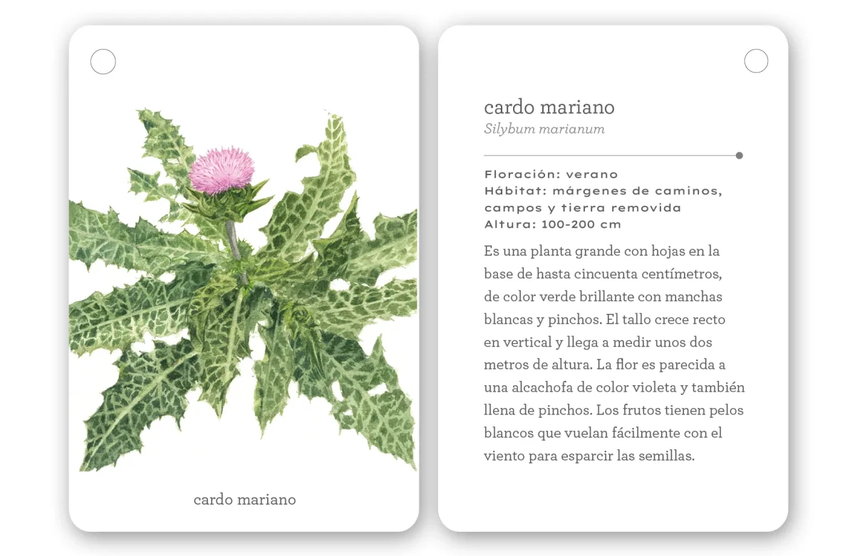 Fíjate: Flores Silvestres - Imagen 4