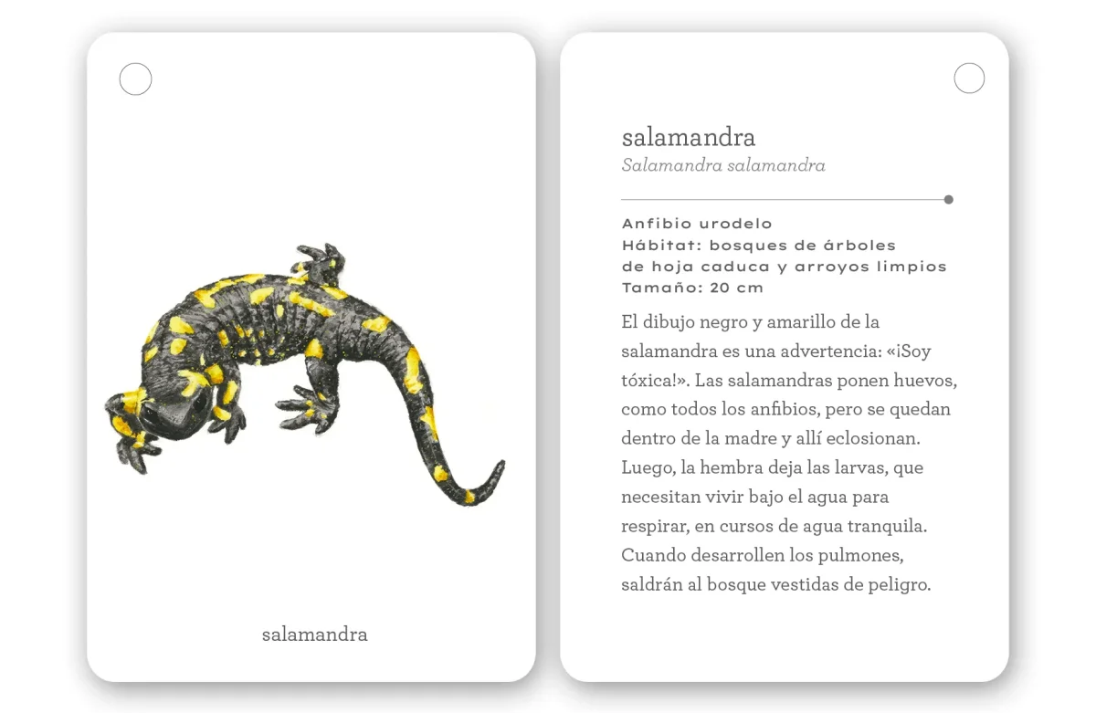 Fíjate: Reptiles y anfibios - Imagen 5