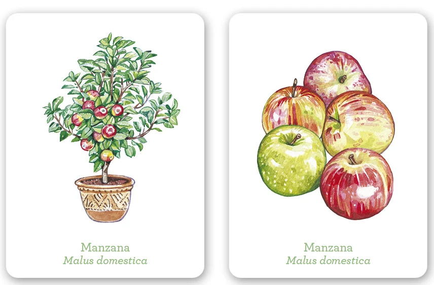 Una planta, un fruto - Imagen 4