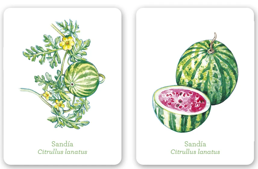 Una planta, un fruto - Imagen 5