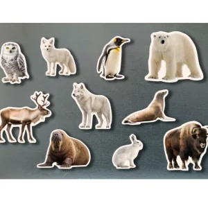 Imanes de bambú Animales polares – Nowordbooks