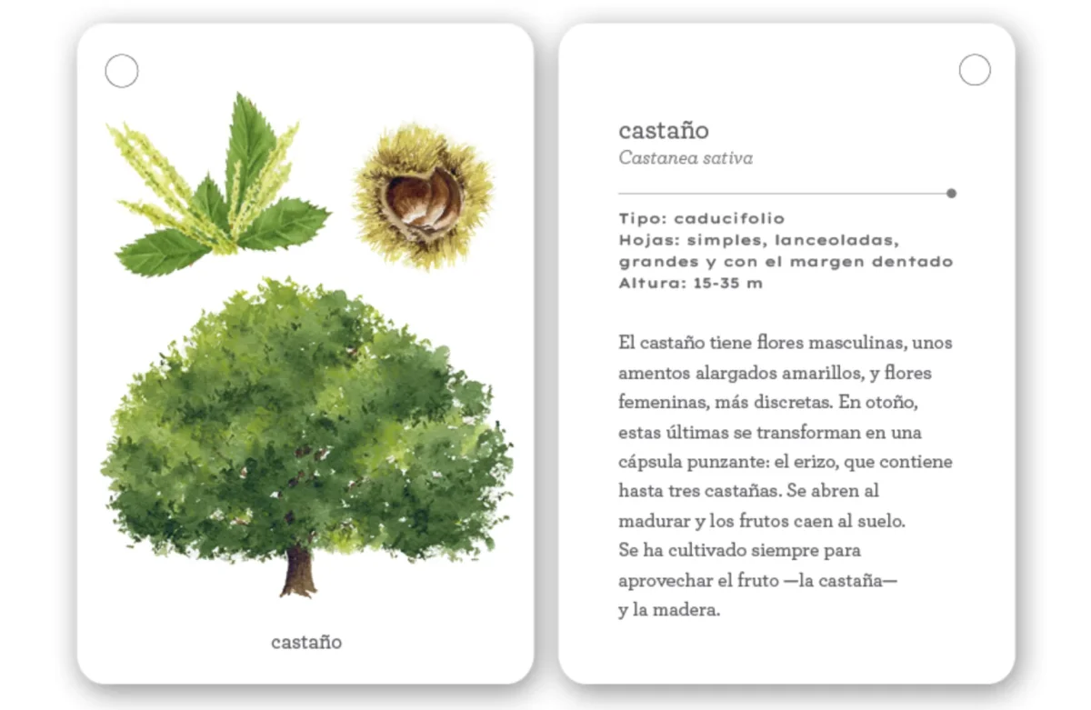 Fíjate: Árboles: - Imagen 4