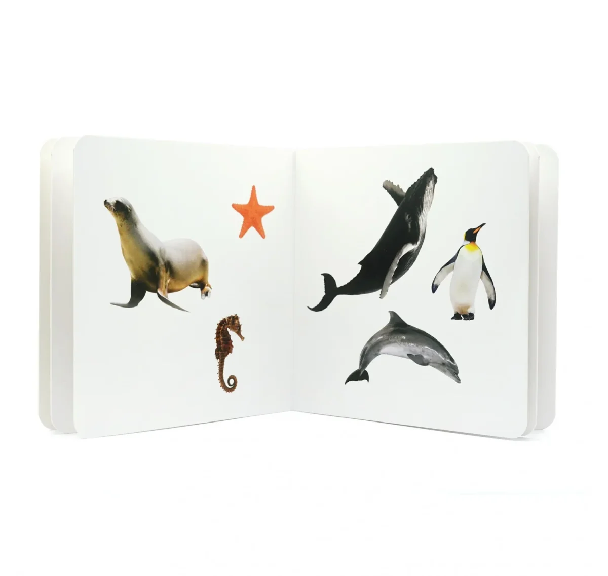 Animales Marinos 2 - Nowordbooks - Imagen 3