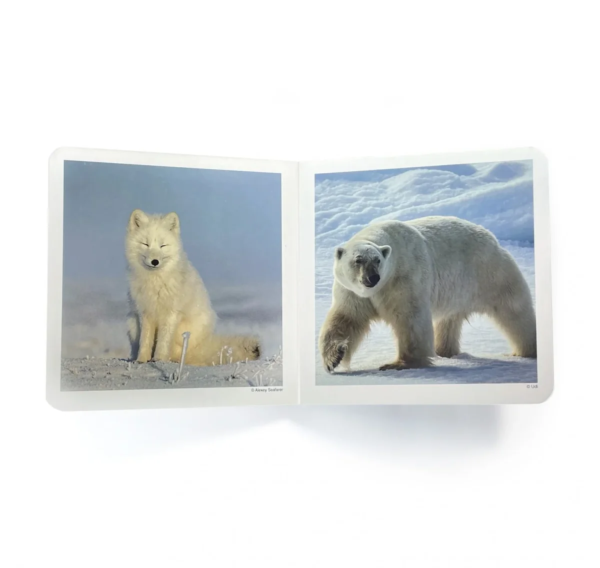 Animales Polares - Nowordbooks - Imagen 3