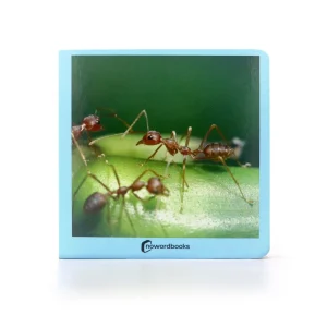 Animalitos - Nowordbooks