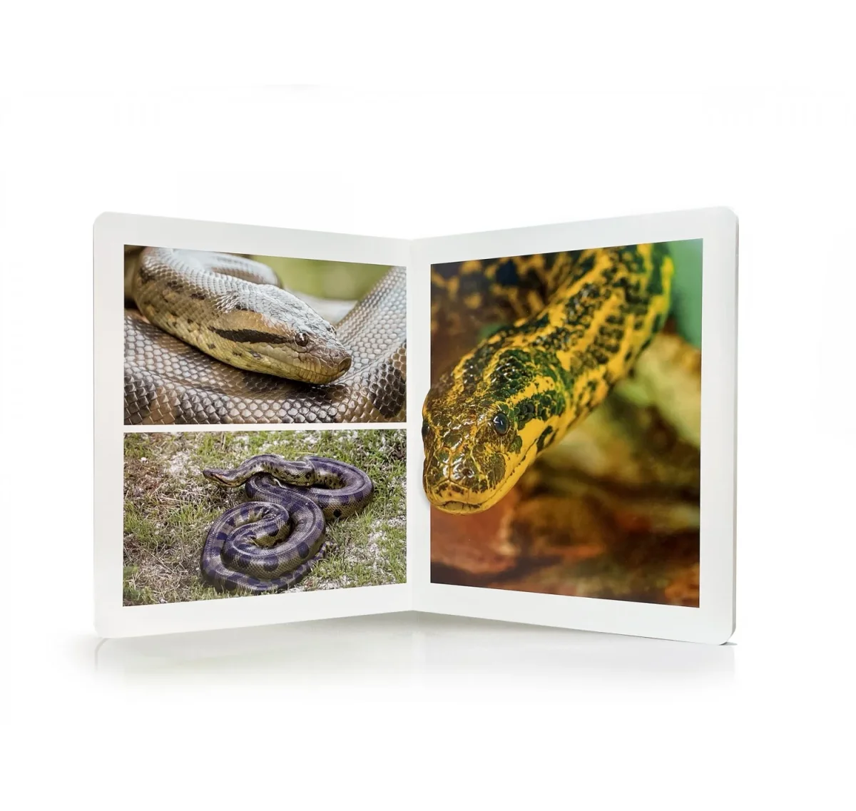 Animales de la selva - Nowordbooks - Imagen 3